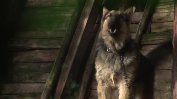 Собака лает на нарушителя с камерой — стоковое видео