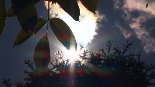Пыльца летит над деревьями летом — стоковое видео