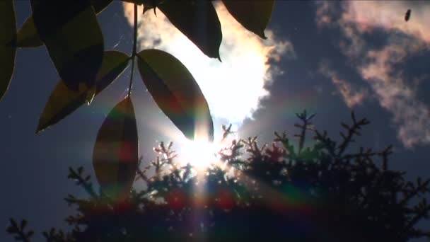 Pollen flyger över träd sommartid — Stockvideo