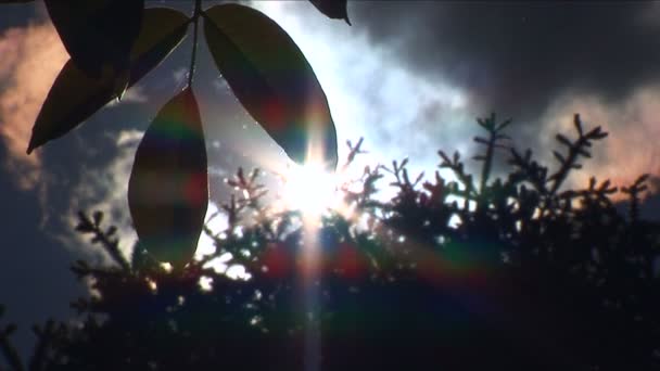 Pollen flyger över träd sommartid — Stockvideo