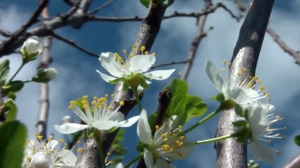 Körsbärsträd — Stockvideo