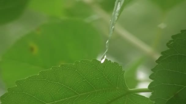 Низкий ключ листьев под дождем — стоковое видео