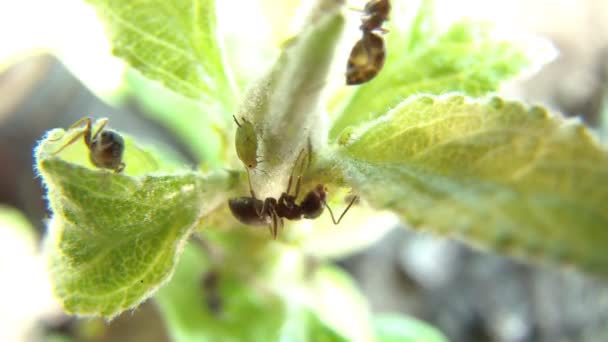 Varias hormigas cuidando hormigas bebé — Vídeos de Stock