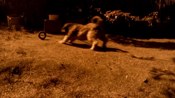 Tibetan terrier running after his rubber toy — Stock videók