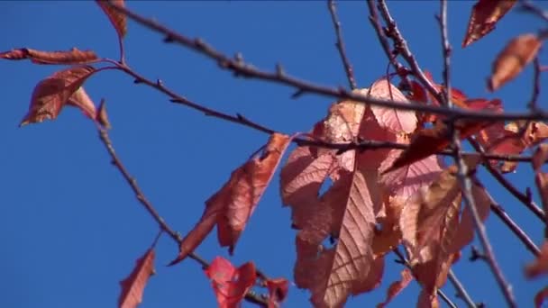 Herbst - schöne und bunte Blätter — Stockvideo