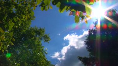 bulutlar ağaçlar, etrafında uçan böcekleri ile çerçeveli