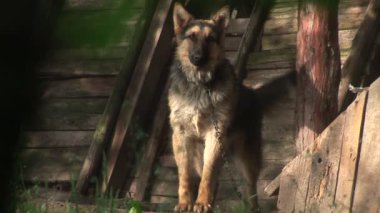 Davetsiz misafir kamera ile havlayan köpek