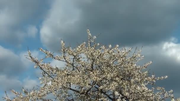 Kersenboom bloem bloeien in het voorjaar van. — Stockvideo