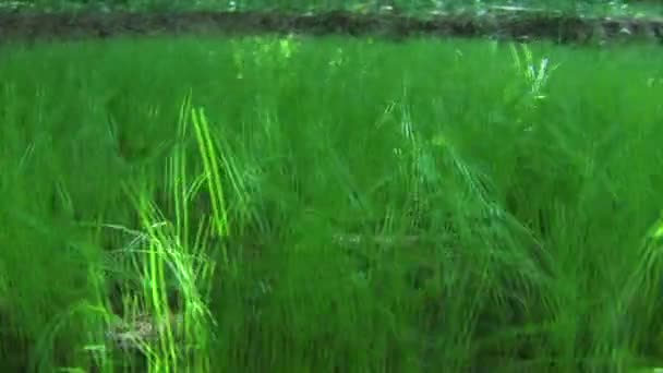 Долли-кадр из травы . — стоковое видео