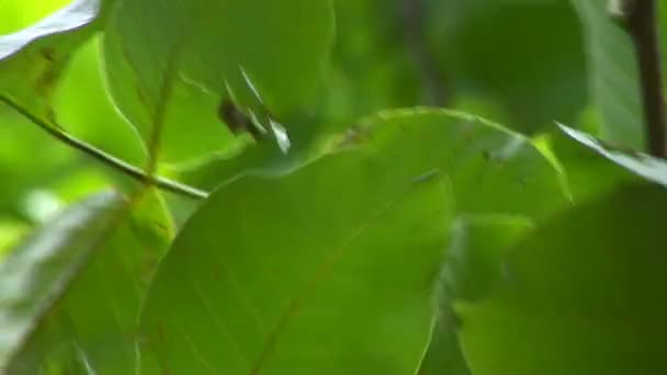 Feuilles d'arbre se déplaçant dans le vent 