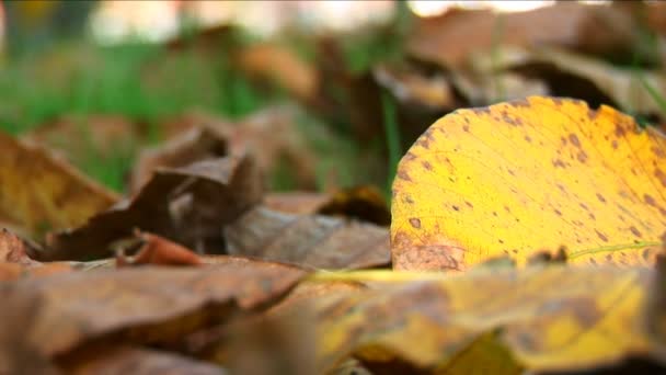 Крупным планом цветных осенних листьев на зеленой траве, медленно движущихся на ветру — стоковое видео