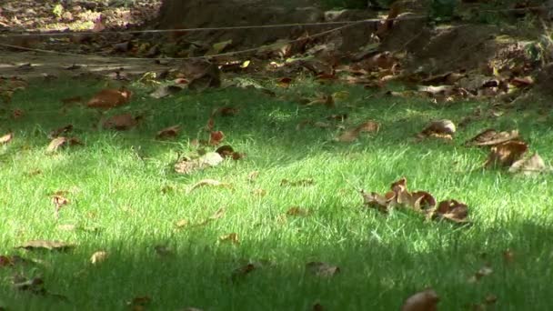 Gros plan d'une feuille d'automne colorée sur l'herbe verte se déplaçant lentement dans le vent — Video