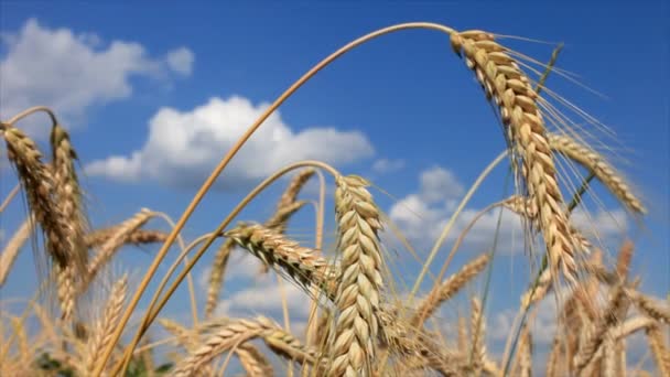 Primer plano del trigo — Vídeo de stock