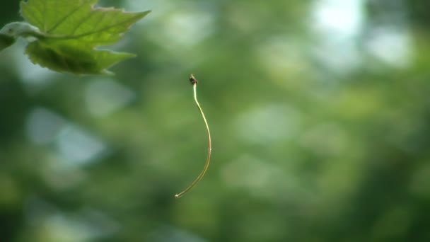 Kirschteil schwebt in der Luft — Stockvideo