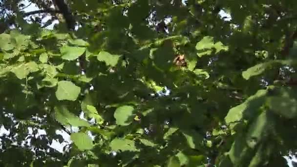 Tree leaves moving in the wind — Stock Video