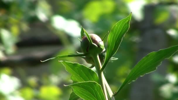 Bloem bloeien met insecten coming out van het — Stockvideo