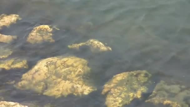Поверхность реки с камнями — стоковое видео