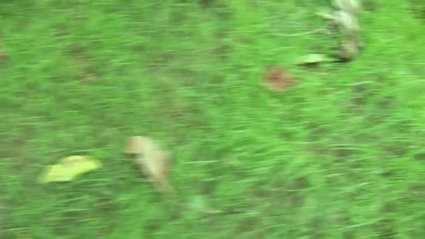 Stetige Nockenaufnahme eines Rasens. — Stockvideo
