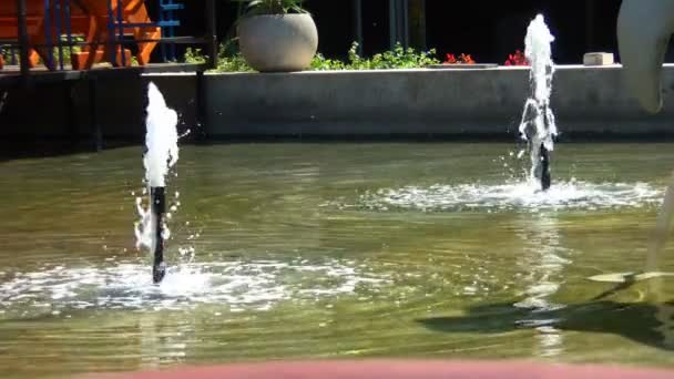 Su birikintisi bahçe dileğiyle — Stok video
