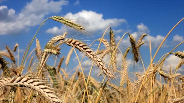 Пшениця крупним планом з блакитним небом і білими хмарами — стокове відео