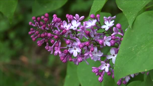 European purple lilac slowly moving — Stock Video