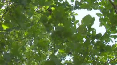 fırtınalı havalarda