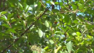 gökyüzü ve ağaç yaprakları Rüzgar hareketli