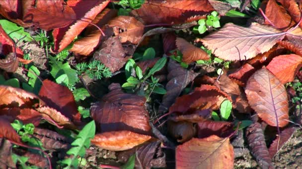 Gros plan d'une feuille d'automne colorée sur l'herbe verte se déplaçant lentement dans le vent — Video