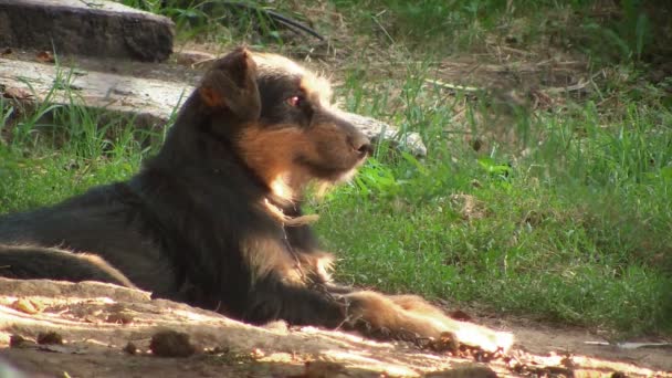 Triste postura cão olhando acorrentado à árvore — Vídeo de Stock