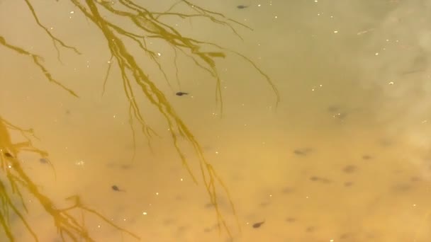 Kaulquappen (Froschbabys) schwimmen in einem Teich — Stockvideo
