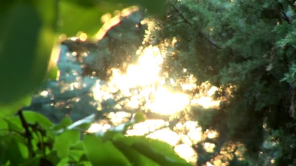 La lumière du soleil traverse les bois 