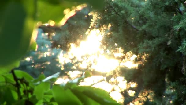 La luce del sole che irrompe nel bosco — Video Stock