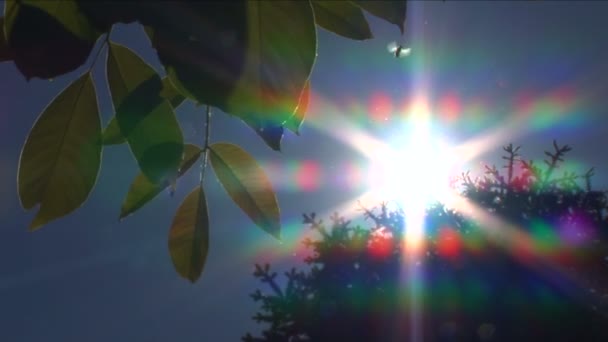 Glückliche Wanzen fliegen umher — Stockvideo