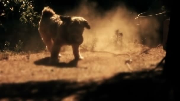 Tibetano terrier correndo atrás de seu brinquedo de borracha — Vídeo de Stock