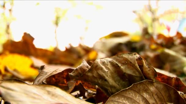 Nahaufnahme eines bunten Herbstlaubs auf grünem Gras, das sich langsam im Wind bewegt — Stockvideo