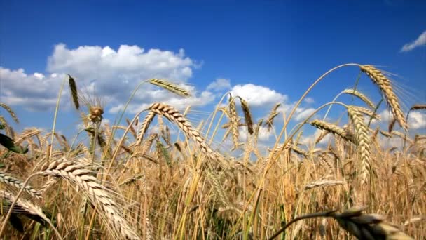 Wheat close-up with blue sky and white clouds — Stock Video