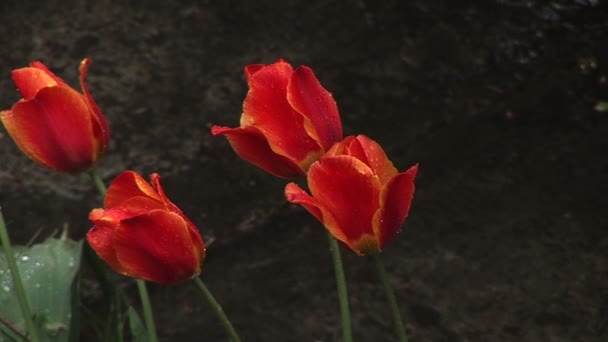 Chuva de primavera e quatro tulipas vermelhas — Vídeo de Stock