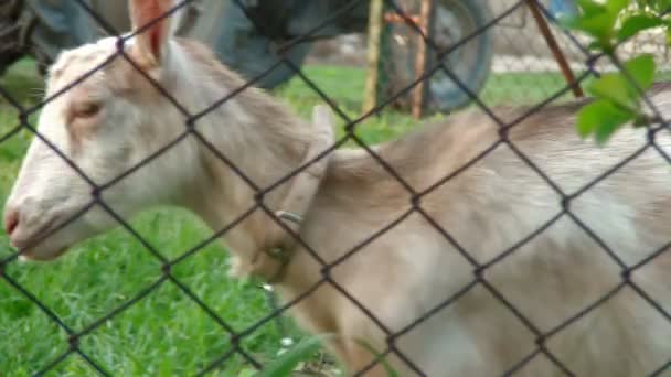 Familia de cabras jugando en el campo — Vídeos de Stock