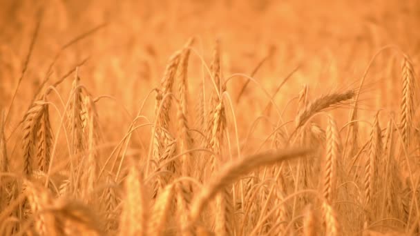 Hermoso campo de trigo dorado — Vídeo de stock