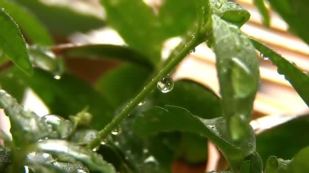 Skarpa daggdroppar efter regn på ett blad — Stockvideo