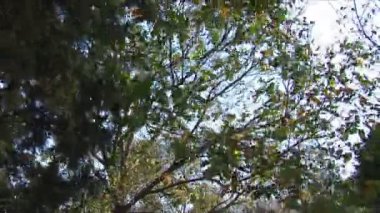 gökyüzü ve ağaç yaprakları Rüzgar hareketli