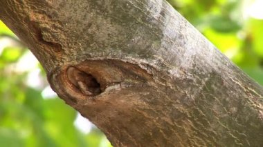 Koca bir ağaç dalı