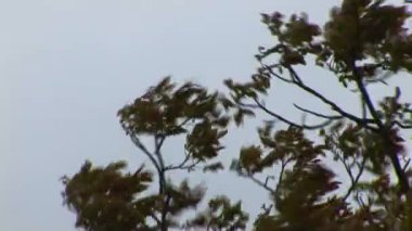 Sadece yağmur fırtına öncesi sessizlik ağır hava durumu