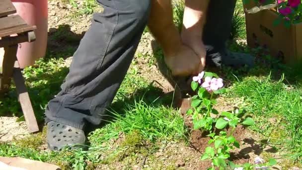 Doing gardening, digging — Stock Video