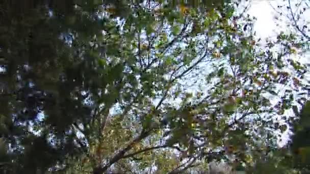 Sky and tree leaves moving in the wind — Stock Video