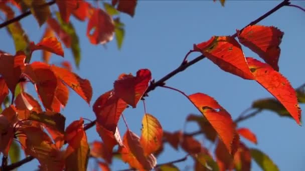 Jesień - piękne i kolorowe liście — Wideo stockowe