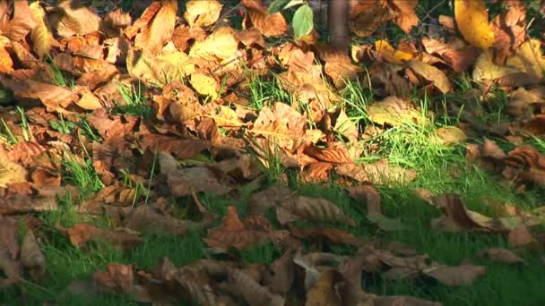 Крупным планом цветных осенних листьев на зеленой траве, медленно движущихся на ветру — стоковое видео