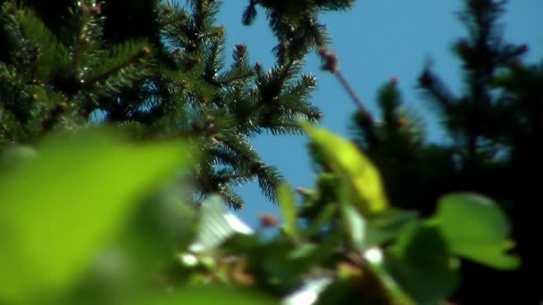 Gröna blad och tall träd med bin flyger — Stockvideo