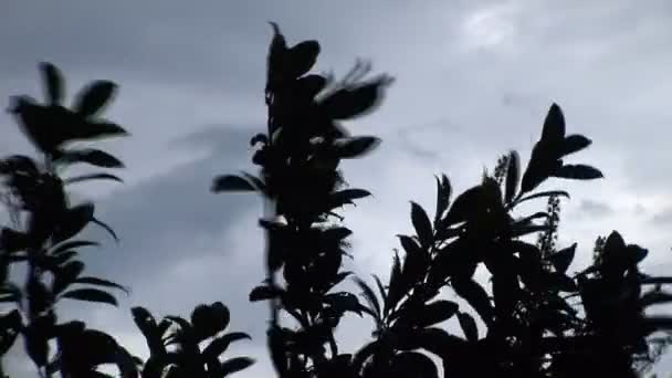 Clima fuerte justo antes de la tormenta de lluvia — Vídeos de Stock