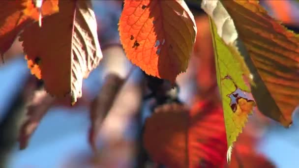 Close-up de um colorido folhas de outono — Vídeo de Stock